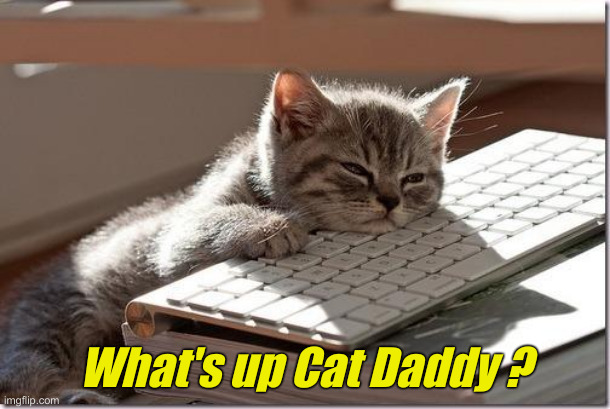 Bored Keyboard Cat | What's up Cat Daddy ? | image tagged in bored keyboard cat | made w/ Imgflip meme maker