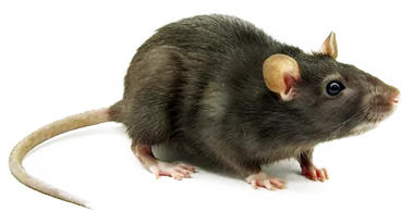 Funny Rat Blank Meme Template