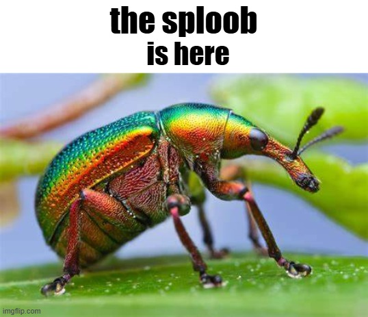 the sploob; is here | made w/ Imgflip meme maker