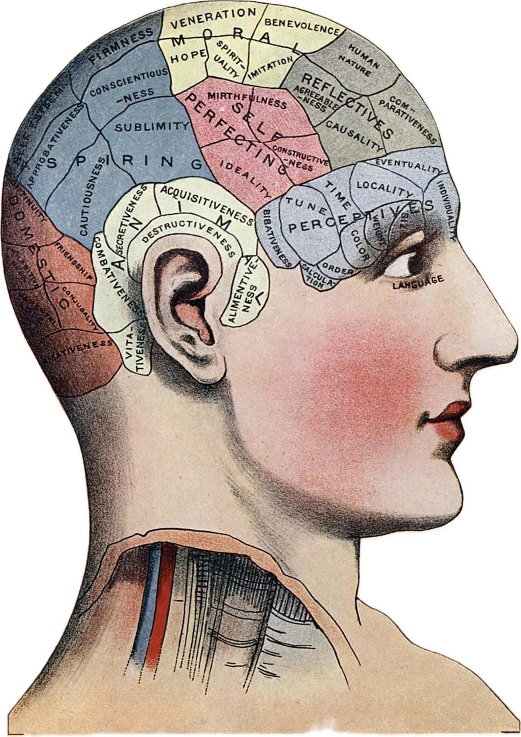 Phrenology Blank Meme Template