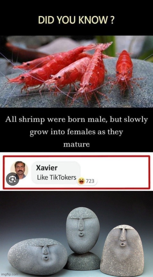 Another Xavier roast | image tagged in oof stones,roasts,comments | made w/ Imgflip meme maker