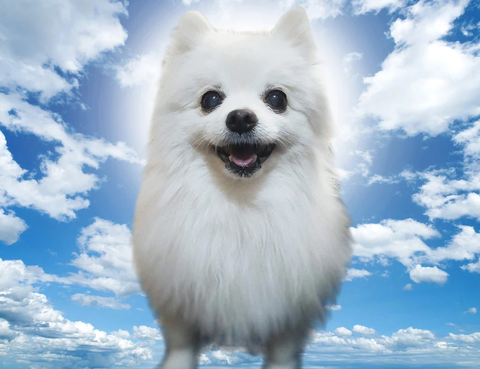 Bork Blank Meme Template