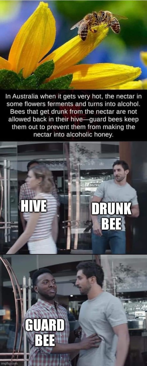 Drunk bees | DRUNK BEE; HIVE; GUARD BEE | image tagged in black guy stopping,drunk,bee,honey | made w/ Imgflip meme maker