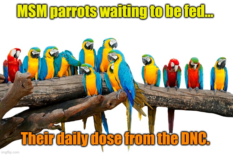 Polly wanna talking point? Aawwkk! | MSM parrots waiting to be fed... Their daily dose from the DNC. | made w/ Imgflip meme maker