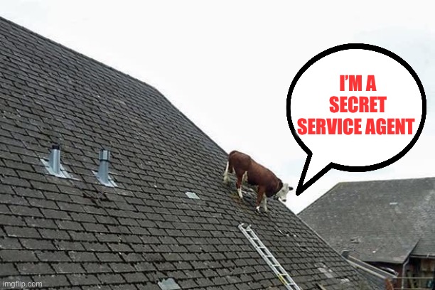 Cow on sloped roof | I’M A SECRET SERVICE AGENT | image tagged in cow on sloped roof,donald trump,secret service | made w/ Imgflip meme maker