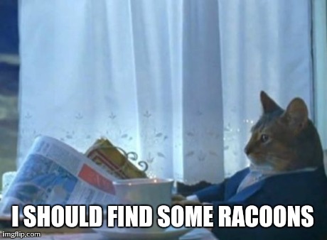 I Should Buy A Boat Cat Meme | I SHOULD FIND SOME RACOONS | image tagged in memes,i should buy a boat cat,AdviceAnimals | made w/ Imgflip meme maker