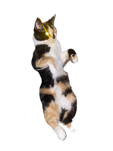 flying cat Blank Meme Template