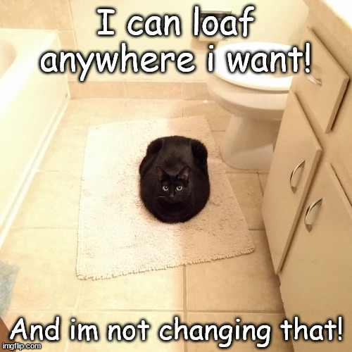 I want to loaf here! | I can loaf anywhere i want! And im not changing that! | image tagged in cat,help me kitten | made w/ Imgflip meme maker