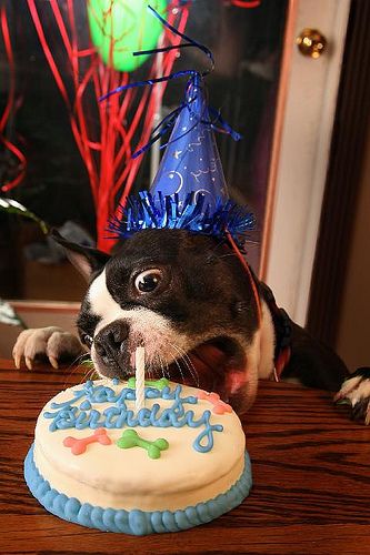 Dog Birthday Cake Blank Meme Template