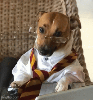 srsly | image tagged in gifs,seriously,working,dog | made w/ Imgflip images-to-gif maker
