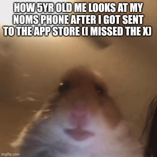 Uhhhh, mom, what just happened? | HOW 5YR OLD ME LOOKS AT MY NOMS PHONE AFTER I GOT SENT TO THE APP STORE (I MISSED THE X) | image tagged in hampter | made w/ Imgflip meme maker