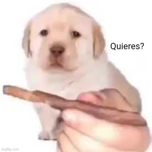 quieres? | Quieres? | image tagged in quieres | made w/ Imgflip meme maker