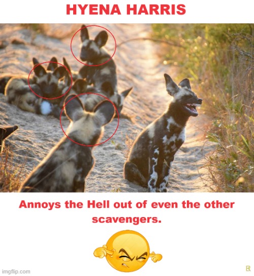 Hyena Harris | image tagged in hyena harris | made w/ Imgflip meme maker