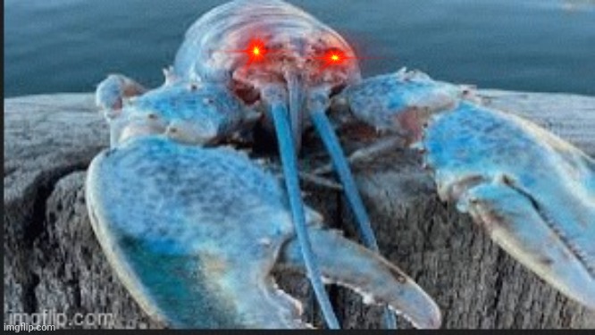 blue lobter | image tagged in blue lobter | made w/ Imgflip meme maker