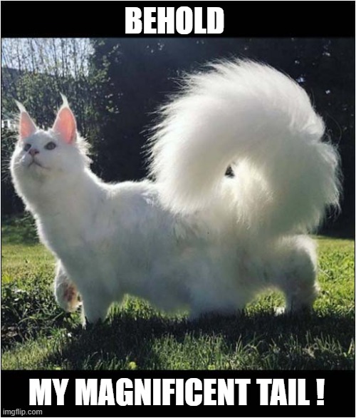 An Impressive Cat ! | BEHOLD; MY MAGNIFICENT TAIL ! | image tagged in cats,magnificent,tail | made w/ Imgflip meme maker
