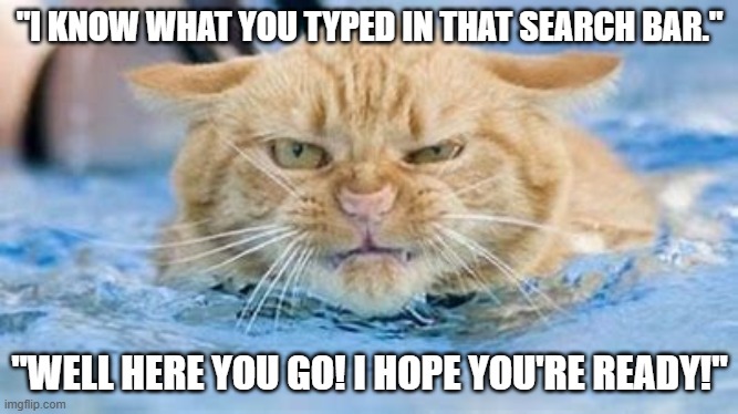 Careful what you wish for! | "I KNOW WHAT YOU TYPED IN THAT SEARCH BAR."; "WELL HERE YOU GO! I HOPE YOU'RE READY!" | image tagged in angry wet cat,google search,funny | made w/ Imgflip meme maker