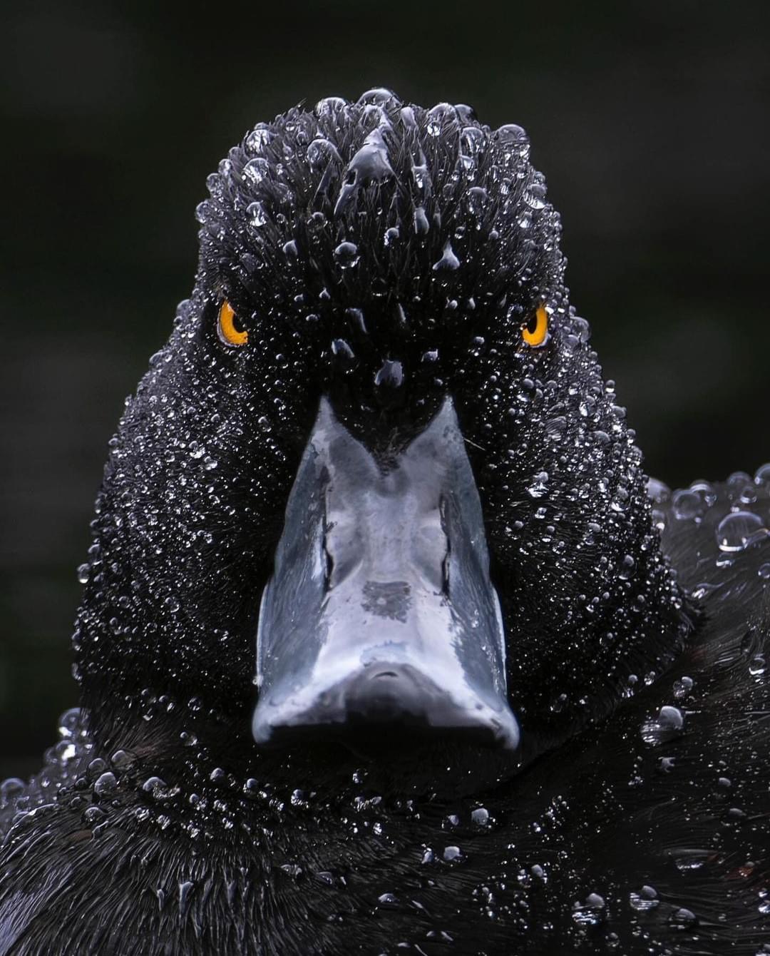 Angry Black Duck Blank Meme Template