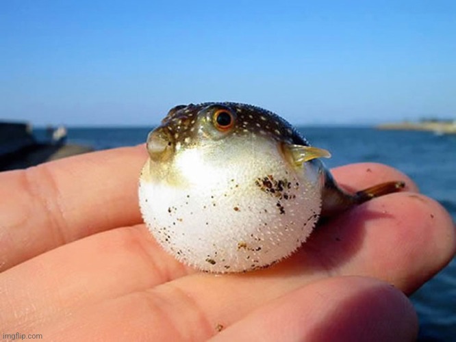 Puffer Fish | image tagged in puffer fish | made w/ Imgflip meme maker