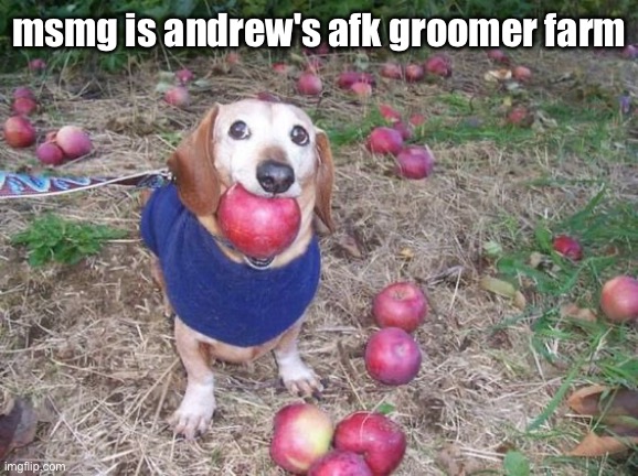 rates of 10,000 an hour | msmg is andrew's afk groomer farm | image tagged in this dock | made w/ Imgflip meme maker