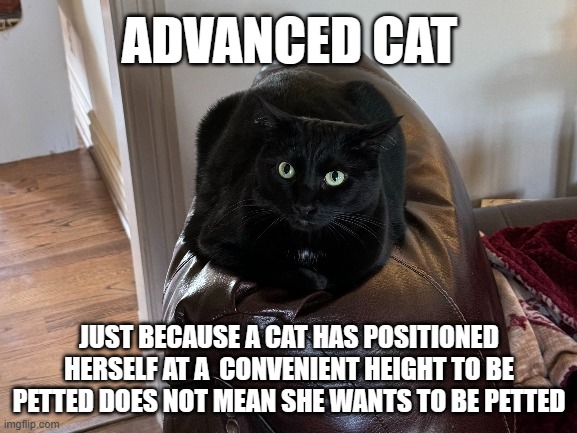 Advanced cat | ADVANCED CAT; JUST BECAUSE A CAT HAS POSITIONED HERSELF AT A  CONVENIENT HEIGHT TO BE PETTED DOES NOT MEAN SHE WANTS TO BE PETTED | image tagged in cat | made w/ Imgflip meme maker