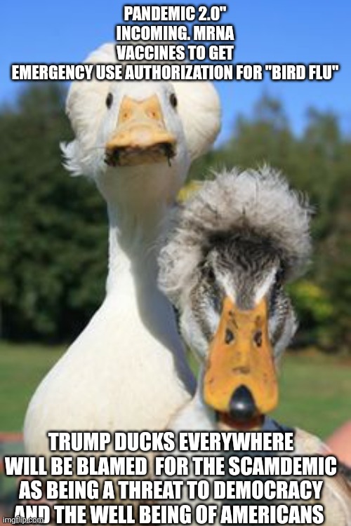 Bird flu meme | PANDEMIC 2.0" INCOMING. MRNA VACCINES TO GET EMERGENCY USE AUTHORIZATION FOR "BIRD FLU"; TRUMP DUCKS EVERYWHERE WILL BE BLAMED  FOR THE SCAMDEMIC AS BEING A THREAT TO DEMOCRACY AND THE WELL BEING OF AMERICANS | image tagged in plandemic | made w/ Imgflip meme maker