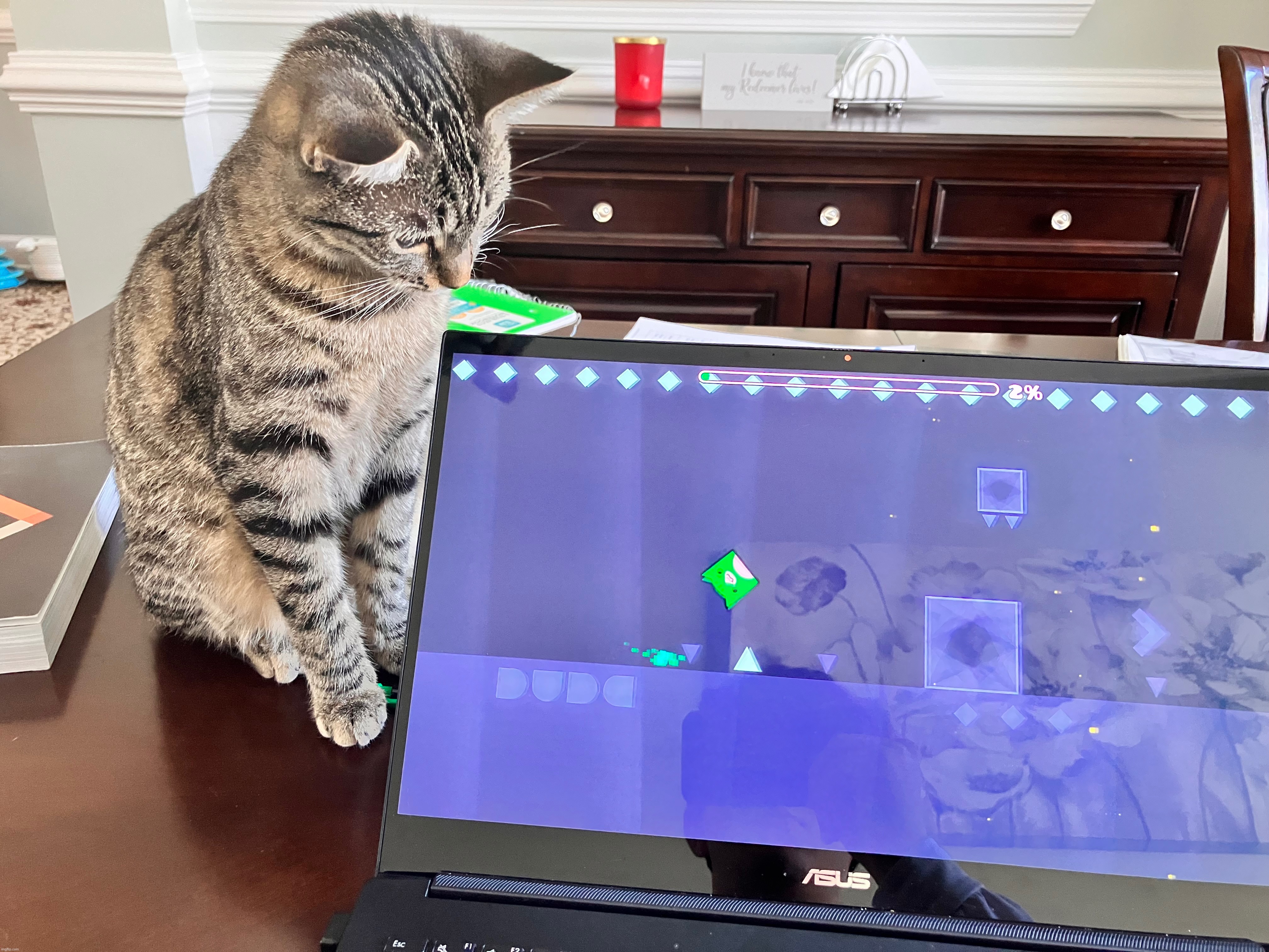 my cat verifies aeternus (real) | made w/ Imgflip meme maker