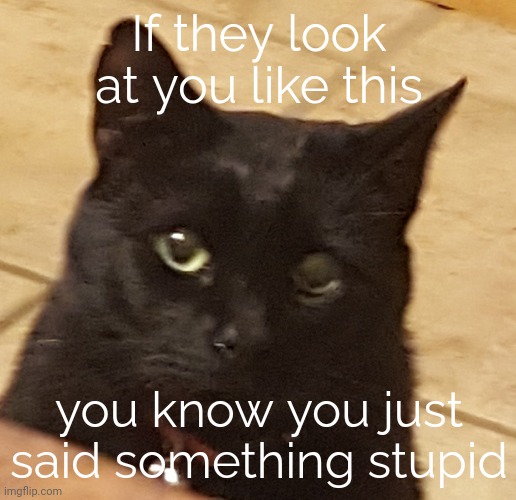 Not again | If they look at you like this; you know you just said something stupid | image tagged in cat,idk,why are you reading the tags | made w/ Imgflip meme maker