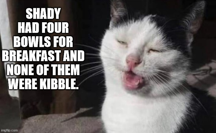 Shady the Cat | SHADY HAD FOUR BOWLS FOR BREAKFAST AND NONE OF THEM WERE KIBBLE. | image tagged in cat,smoke weed everyday | made w/ Imgflip meme maker