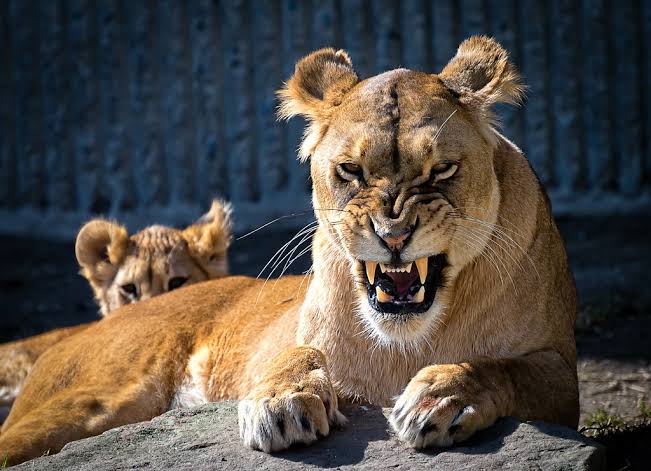 Mumma Lion Blank Meme Template