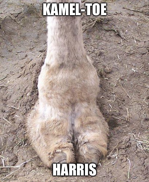 camel toe | KAMEL-TOE; HARRIS | image tagged in camel toe | made w/ Imgflip meme maker