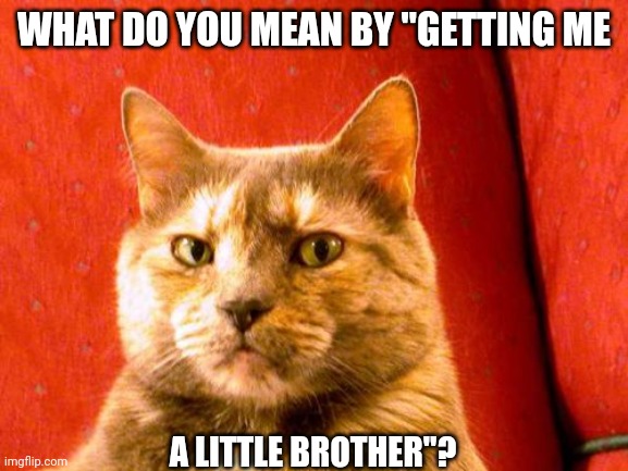 Suspicious Cat Meme | WHAT DO YOU MEAN BY "GETTING ME; A LITTLE BROTHER"? | image tagged in memes,suspicious cat | made w/ Imgflip meme maker