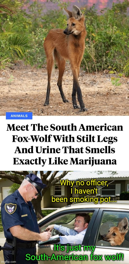 Urine Trouble | Why no officer, I haven't been smoking pot... It's just my South-American fox wolf! | image tagged in fox,wolf,marijuana,urine,cops,pulled over | made w/ Imgflip meme maker