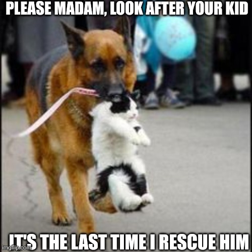 German shepherd Dog carry carries carrying cat  | PLEASE MADAM, LOOK AFTER YOUR KID; IT'S THE LAST TIME I RESCUE HIM | image tagged in german shepherd dog carry carries carrying cat | made w/ Imgflip meme maker