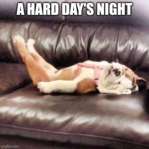 Tired Dog | A HARD DAY'S NIGHT | image tagged in tired dog | made w/ Imgflip meme maker