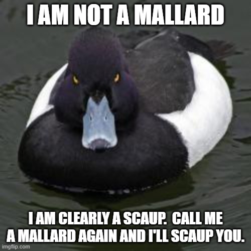 Angry Advice Mallard | I AM NOT A MALLARD; I AM CLEARLY A SCAUP.  CALL ME A MALLARD AGAIN AND I'LL SCAUP YOU. | image tagged in angry advice mallard,memes | made w/ Imgflip meme maker
