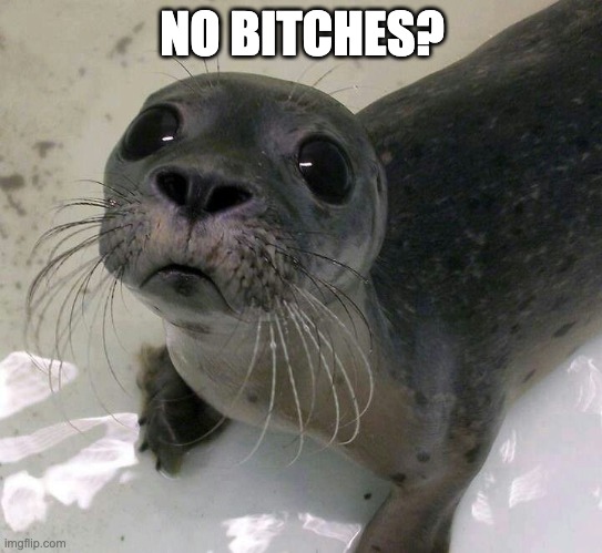 Sad Baby Seal | NO BITCHES? | image tagged in sad baby seal | made w/ Imgflip meme maker