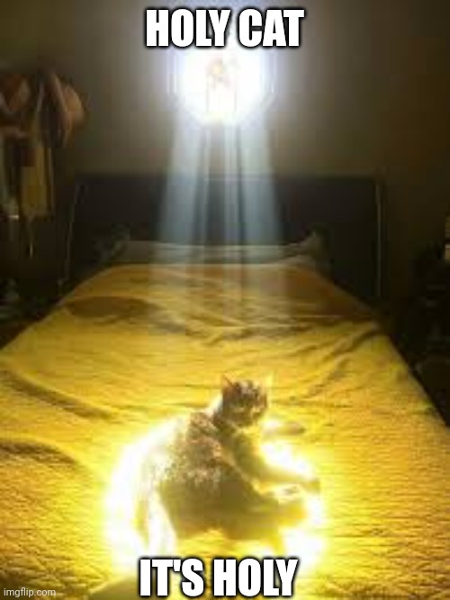HOLY CAT; IT'S HOLY | image tagged in cat | made w/ Imgflip meme maker
