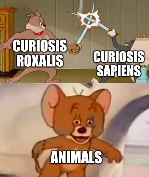 My possible future worldbuilding #2: | CURIOSIS ROXALIS; CURIOSIS SAPIENS; ANIMALS | image tagged in fictional history,tribal,worldbuilding | made w/ Imgflip meme maker