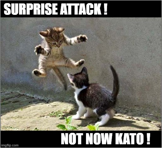 What Is The Film Reference ? | SURPRISE ATTACK ! NOT NOW KATO ! | image tagged in cats,kittens,attack,films | made w/ Imgflip meme maker