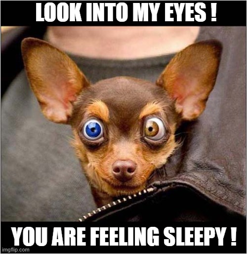 Beware Of Hypno Dog ! | LOOK INTO MY EYES ! YOU ARE FEELING SLEEPY ! | image tagged in dogs,eyes,hypnotize | made w/ Imgflip meme maker