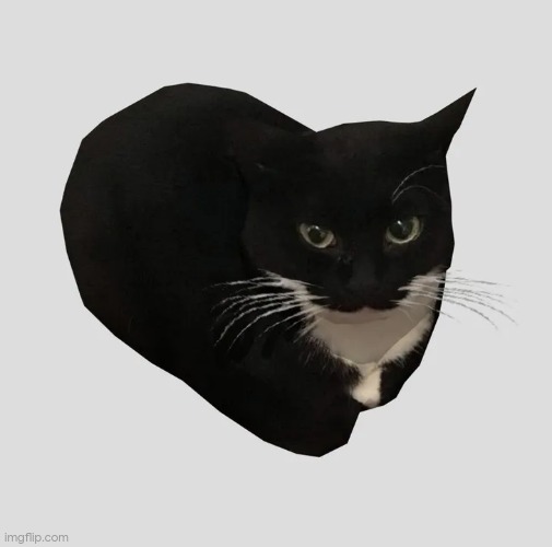 maxwell cat | image tagged in maxwell cat | made w/ Imgflip meme maker