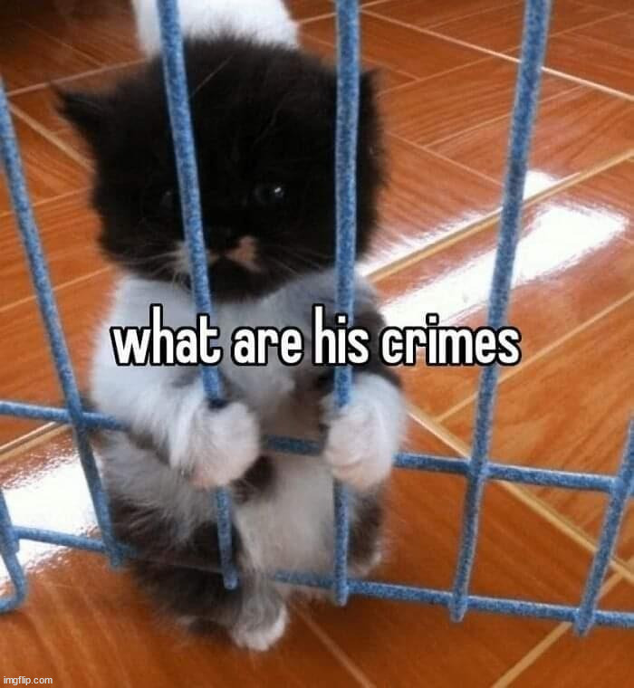 In jail? | what are his crimes? | image tagged in cats | made w/ Imgflip meme maker