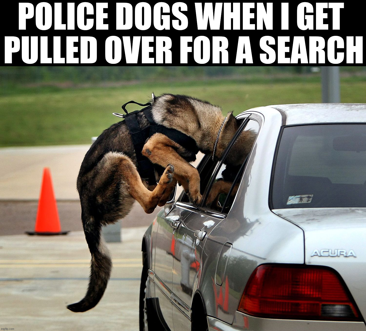 POLICE DOGS WHEN I GET 
PULLED OVER FOR A SEARCH | image tagged in dogs | made w/ Imgflip meme maker