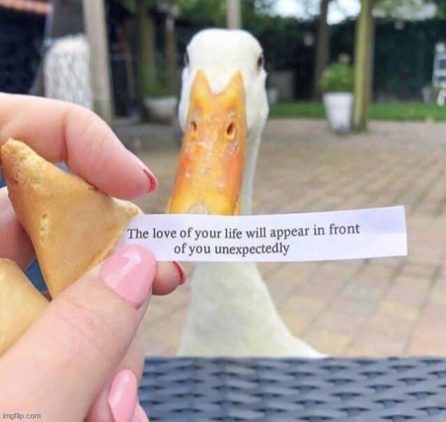 Love duck | image tagged in ducks | made w/ Imgflip meme maker
