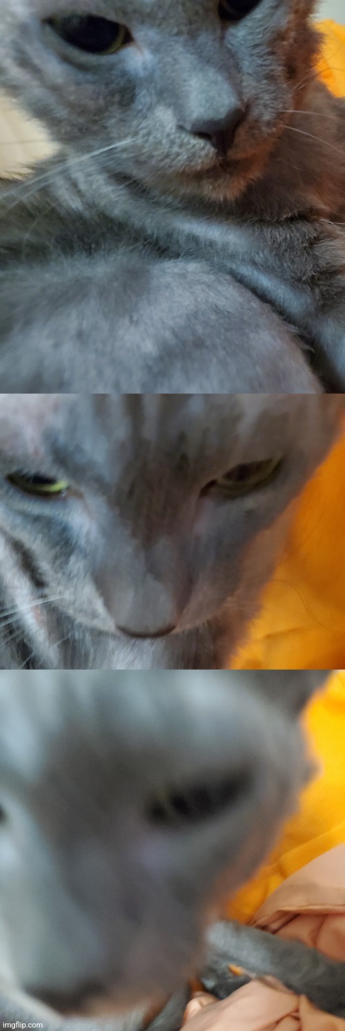 Cat | made w/ Imgflip meme maker