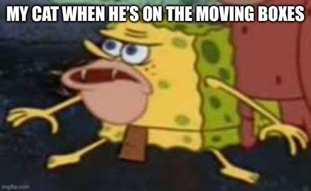 Spongegar | MY CAT WHEN HE’S ON THE MOVING BOXES | image tagged in memes,spongegar | made w/ Imgflip meme maker