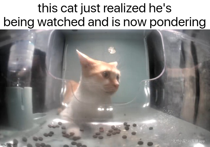 he found out the truth | this cat just realized he's being watched and is now pondering | image tagged in cats,camera,memes | made w/ Imgflip meme maker