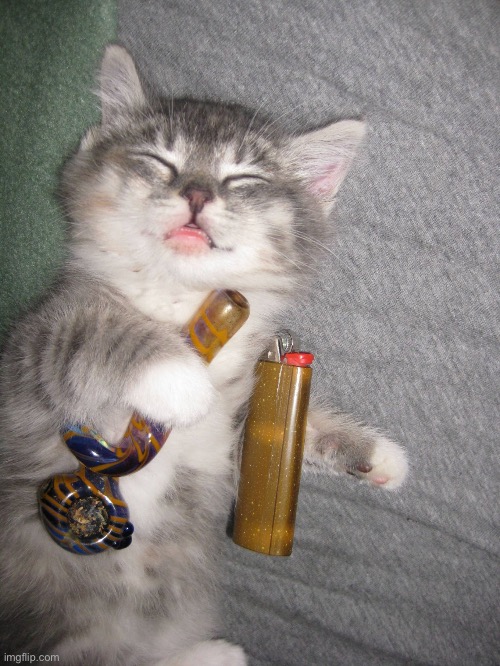 weed cat | image tagged in weed cat | made w/ Imgflip meme maker