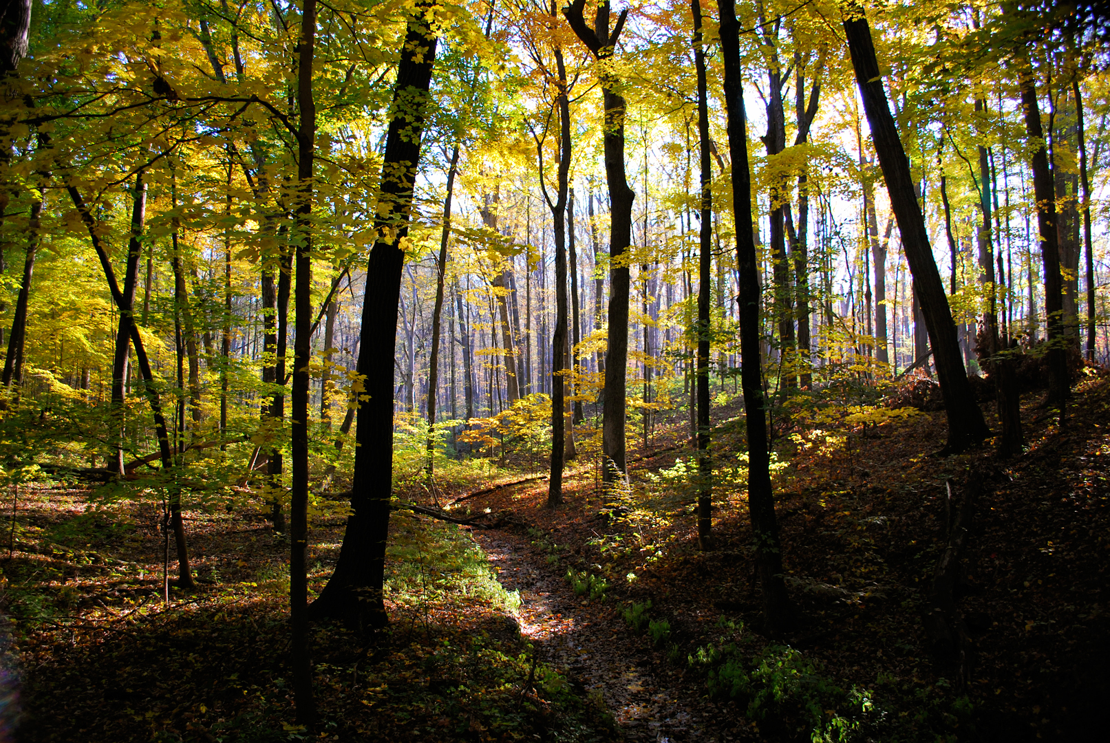 Path in the forest Blank Meme Template