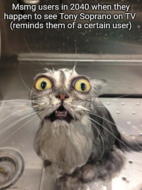 Traumatized Wet Cat | Msmg users in 2040 when they happen to see Tony Soprano on TV 
(reminds them of a certain user) | image tagged in traumatized wet cat | made w/ Imgflip meme maker